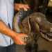 Il maestro ci mostra anche la testa di un cane che raffigura Stella, la sua amica a quattro zampe...